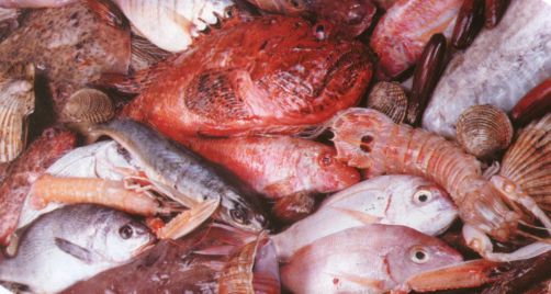 Fish