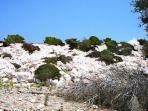 Goli otok